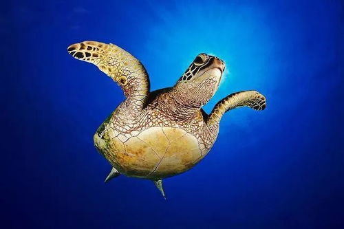 珍惜海洋資源，守護(hù)生命之藍(lán)——寫(xiě)在6.8世界海洋日暨全國(guó)海洋宣傳日